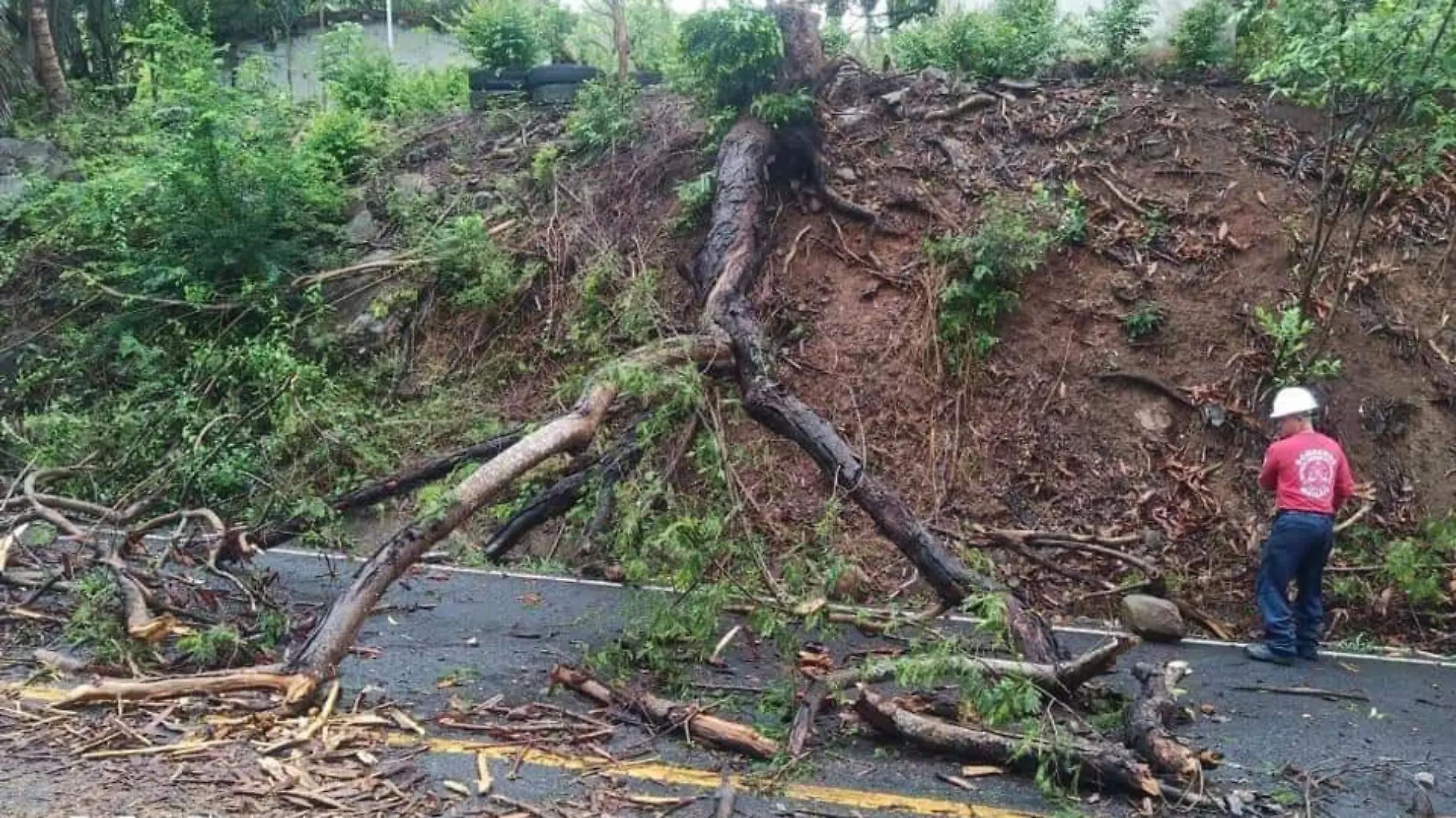 Caída de árboles tormenta tropical cristina nayarit